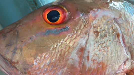 Fresh snapper Kai caribbean Market