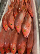 Red Snapper 5-Up Wholesale