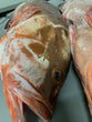 Red Grouper 5-Up Wholesale